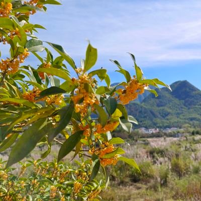 yudianer0206's profile picture. 