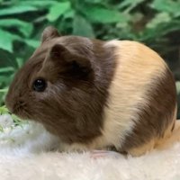 たけのこ (@09takenoko27) 's Twitter Profile Photo