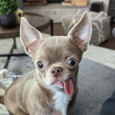 CA_Corder's profile picture. 