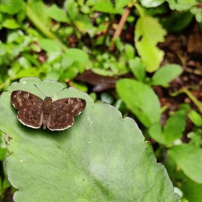 RAKHIKR5's profile picture. Research scholar, Kerala Forest Research Institute (KFRI),Kerala, India. working on Butterflies-skippers.