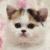 猫は液体 (@jirosan77) Twitter profile photo