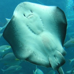 Sakana_no_hara's profile picture. 今井麻美さんの「遠い音楽」はいいぞ／青山吉能さんの「Page」はいいぞ