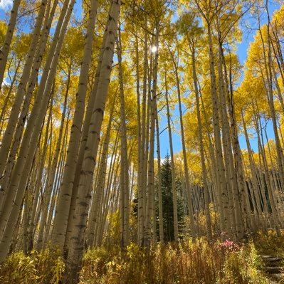 mahlertraci's profile picture. 