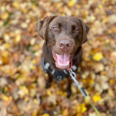 originaldavid3's profile picture. Back after a long hiatus, all views are my own, foxiled by marriage.