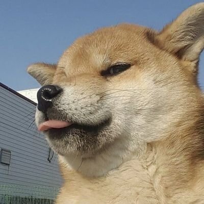 Anshultiwari_11's profile picture. you know who i am