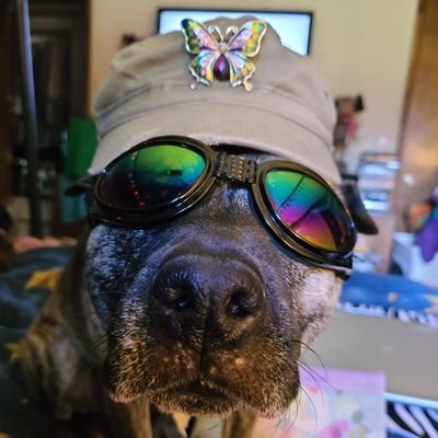 Hi! I'm Talia I'm a 10 yr old Boxer Lab Mastiff. I live with my human her name is Jen. We follow all animal lovers and First responders.