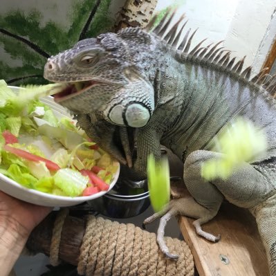 ivahlml1's profile picture. 