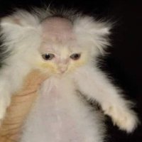 BoulBillot (@boulbillot) 's Twitter Profile