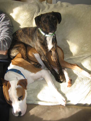 donnatroka's profile picture. Associate Director, Center for Faculty Development & Excellence at Emory University. Adjunct Asst. Prof in American Studies