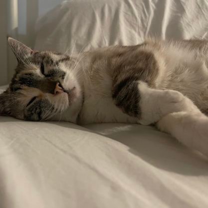 Josepha13040912's profile picture. Shau.