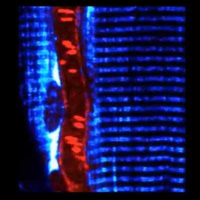 bradwillingham Profile