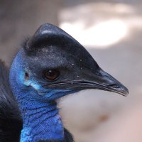 Kasuar (@kasuar5) 's Twitter Profile