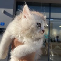 𝗥𝗲𝗲𝗺. (@1uri_i) 's Twitter Profile