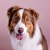 Dog Lovers (@doglovers03) Twitter profile photo Dog Lovers (@doglovers03) Twitter profile photo