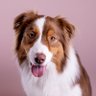 DogLovers03's profile picture. This page is for Dogs Lovers who love dogs very much. 🐾 Hit the follow button,❤ If you love dogs 👍