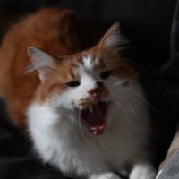 Loren King (@lorengking) 's Twitter Profile