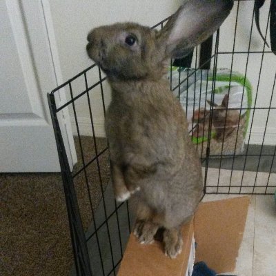 LexLaz101's profile picture. 