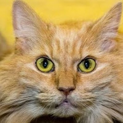 Prrwoof's profile picture. 