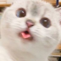sendtoyou.shop (@nnpkssea) 's Twitter Profile
