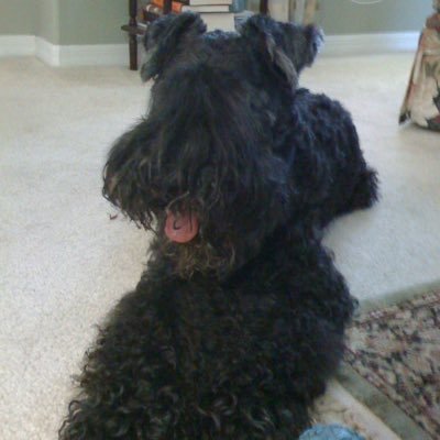 sviekas's profile picture. Executive Chef, Retired. Pittsburgh grown, Florida home. #teamBiden, Proud Dem. 🇺🇸 🇱🇹 🇮🇹 🏳️🌈