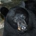 MilnerBear (@modelerr) Twitter profile photo MilnerBear (@modelerr) Twitter profile photo