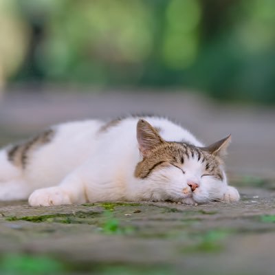 白鴞12さんのプロフィール画像