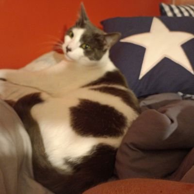 Pqqkie17's profile picture. I'm baaaaaack! I stand for God, Country, Family and especially the children. Hunters have become the hunted. Aka Anon_31
Pronouns- Ultra MAGA FAAFO