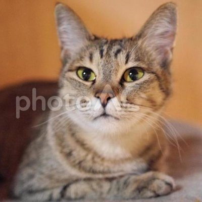 BCGPROGAMER's profile picture. #P2E #BlockChainGame #BCG #NFTGame