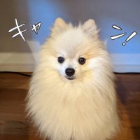 せっちゃん (@secchan12r) 's Twitter Profile Photo