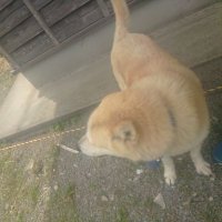 Dai (@dai_yokosuke) 's Twitter Profile