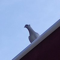 SadeceFevzi (@imparatorevz) 's Twitter Profile