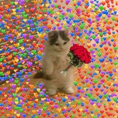 90Afterglow's profile picture. 587RDAPM