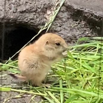 小さいけれど ひたむきに 🍀プレーリードック好きな方々🍀 よろしくお願いいたします🙇‍♀️💓毎日撮影に行って1匹1匹見分けができるようになるのが目標