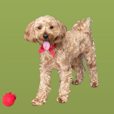 nugget218poo's profile picture. 2020生まれのマルチーズ×トイプードルのナゲット♂です🐶保護猫のそうちゃん🐱無言フォロー失礼します🦴I’m "nugget" maltipoo 💕