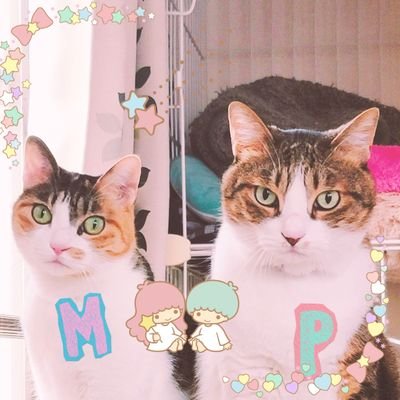 2012年お外で衰弱しきっていた子猫2匹を保護しました。6匹兄妹の生き残りです。初めての猫との暮らし、幸せです💞
三毛猫ちゃん、キジ白っぽい🐱🐱
今まで大きな病気をしてこなかったけれど、三毛猫が2022年10月肥満細胞腫と診断されました。ショックで仕方ないので、色々情報拝見させてください🙇🏻‍♀️