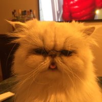 notgrumpycat (@adayindecember) Twitter profile photo