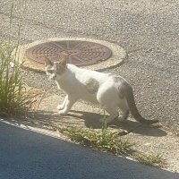 白猫22 (@supercat2525) Twitter profile photo