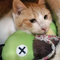 がばどん (@gavadona21010) 's Twitter Profile
