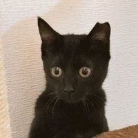 黒猫くまこ🐈‍⬛🐾 (@kuroneko_kuma5) 's Twitter Profile Photo