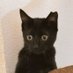 黒猫くまこ🐈‍⬛🐾 (@kuroneko_kuma5) Twitter profile photo