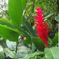 Pura_Vida (@puravid99239311) 's Twitter Profile