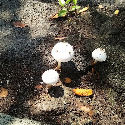 DYsSkikLPAxRRnp's profile picture. 