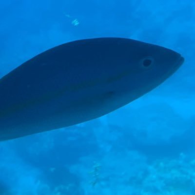 Oklmnl's profile picture. 🫠