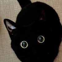 🐱 รับหิ้วญี่ปุ่น 🇯🇵 เรท 0.33 รวมส่ง ✈️ (@p0319b_shop) 's Twitter Profile