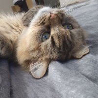 ココとレオ😻 (@coco222leo) 's Twitter Profile