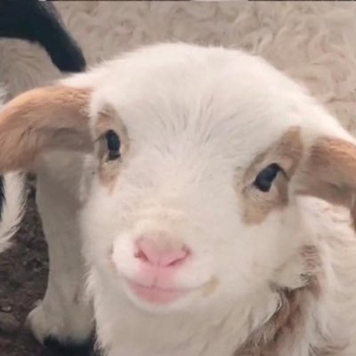 yubby888's profile picture. dog bless me 🫶🏻