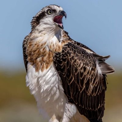 Al3alw39's profile picture. معلم عوق سمعي ولي في لغة الاشارة