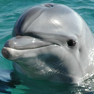 Lilly’s dolphin