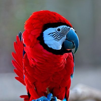 fongkot's profile picture. Just a bird