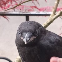 Shleem Bops (@shleembops) 's Twitter Profile